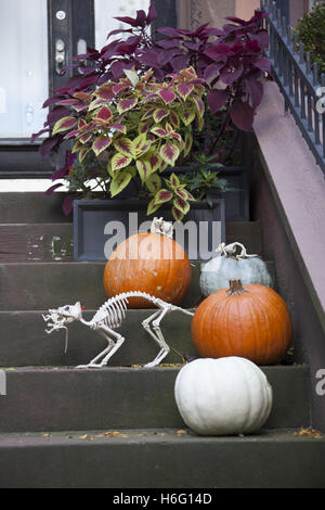 Scale presso l'entrata di un edificio di arenaria decorata per la festa di Halloween in Park Slope quartiere residenziale di Brooklyn, New York. Foto Stock