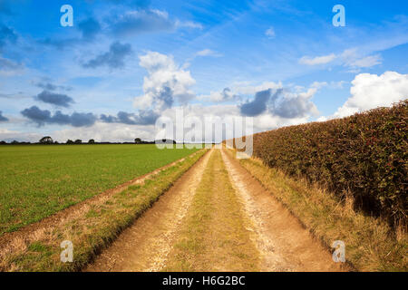 Doccia nuvole sopra il calcare bridleway tra campi verdi e siepi sulla Scenic Yorkshire wolds in autunno. Foto Stock