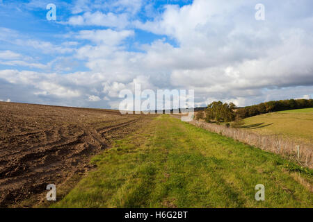 Un bridleway erbosa da un fangoso di patate raccolte sul campo la scenic Yorkshire wolds in autunno. Foto Stock