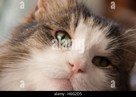 Testa stretta colpo di capelli lunghi guscio di tartaruga e bianco pedigree Norvegese delle Foreste, grandi occhi verdi, Foto Stock