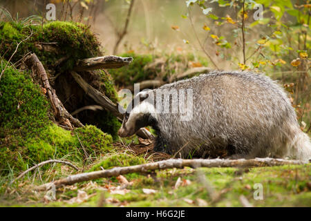 Dachs, Meles meles, European badger Foto Stock