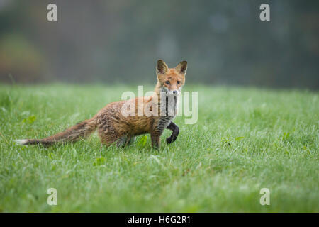 Rotfuchs, Vulpes vulpes, Red Fox Foto Stock