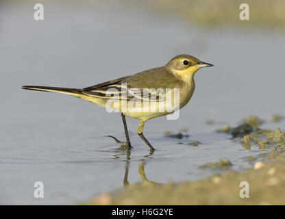 Giallo - Wagtail Motacilla flava Foto Stock