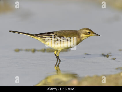 Giallo - Wagtail Motacilla flava Foto Stock