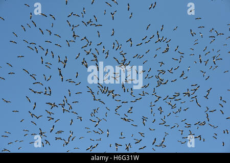 Cicogna bianca - Ciconia ciconia migrazione gregge scommessa che ha un'Valley, Israele Foto Stock