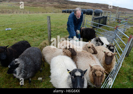 Peter Glanville con il suo gregge di pecore delle Shetland che producono organici lana Shetland in colori naturali. Foto Stock