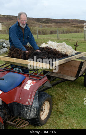 Peter Glanville con il suo gregge di pecore delle Shetland che producono organici lana Shetland in colori naturali. Foto Stock