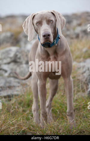 Dieci mesi di età Weimaraner cucciolo di cane in ambiente di campagna, Yorkshire Dales, REGNO UNITO Foto Stock