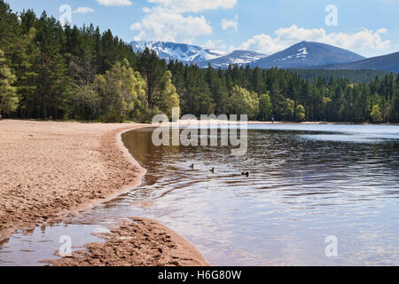 Cairngorms da Loch Morlich,, Aviemore Highland, Scotland, Regno Unito Foto Stock