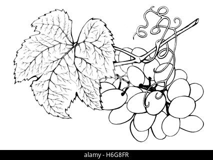 Disposizione con grappolo di uva fresca. Disegnata a mano in bianco e nero illustrazione frutto su sfondo bianco. Foto Stock