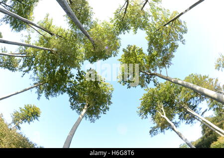Gli alberi della foresta si vede in un dritto upview con obiettivo grandangolare. Foto Stock