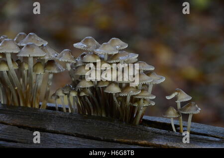 I funghi di bosco. (Non commestibile) Foto Stock