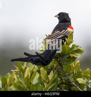 Long-tailed widowbird Euplectes progne "Sakabula" seduto su una boccola di Laikipia superiore Kenya Africa "Africa Orientale" Foto Stock