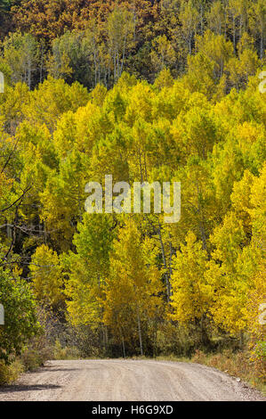 Una strada di campagna che in passato le curve di un boschetto di giallo aspen alberi in autunno Foto Stock