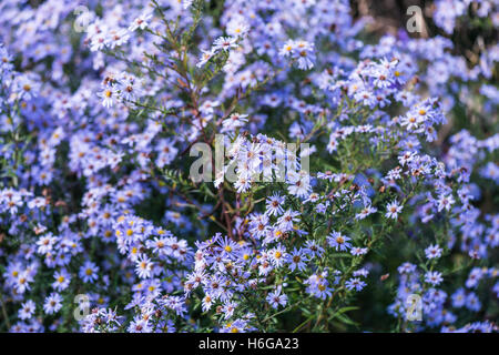 Michaelmas daisy "Ada Ballard' (Symphyotrichum novi-belgii 'Ada Ballard') Foto Stock