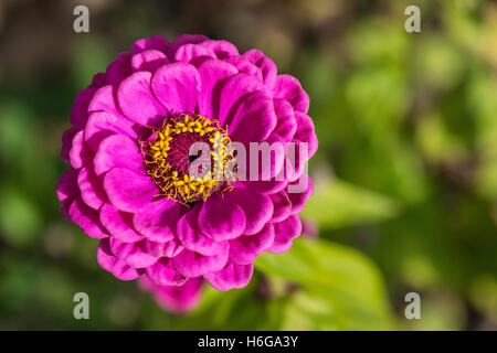 Un viola della gioventù e della vecchiaia del fiore (Zinnia elegans) Foto Stock