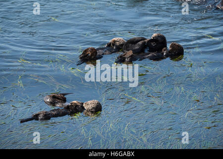 California le lontre marine o di mare meridionale Lontra, Enhydra lutris nereis, di riposo e di socializzazione in una zattera, Morro Bay, California Foto Stock