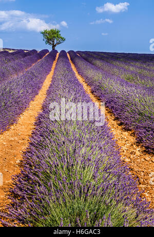 Campi di lavanda di Valensole con alberi di olivo. Estate in Alpes de Hautes Provence, Francia meridionale delle Alpi, Francia Foto Stock