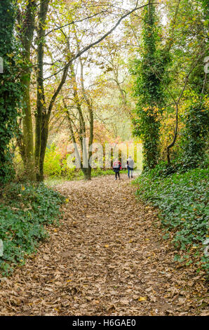 Una foglia percorso coperto attraverso un bosco in Shropshire, Regno Unito. Foto Stock