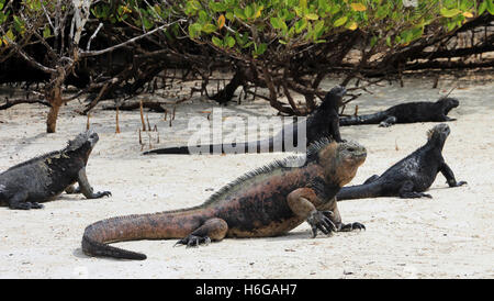 Le Galapagos iguane marine in spiaggia Foto Stock