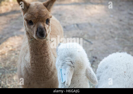 Alpaca (Vicugna pacos) in una fattoria nel Nuovo Galles del Sud, Australia Foto Stock