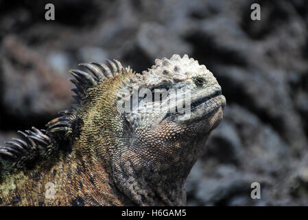 Galapagos Iguana marina capo Foto Stock