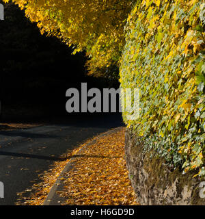 Caduto Foglie di autunno su un percorso con colori dorati, nello Yorkshire, Regno Unito Foto Stock