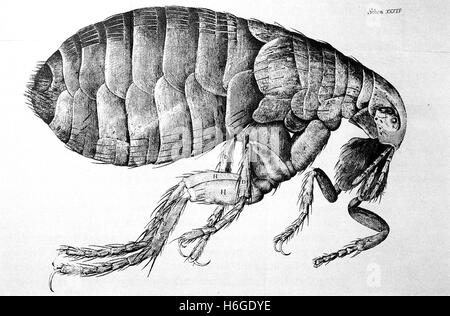 ROBERT Hooke (1635-1703) inglese filosofo naturale e architetto. Illustrazione di una pulce da il suo 'Micrographia' del 1665 Foto Stock