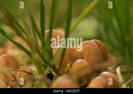 Scintillanti di copertura di inchiostro Coprinellus micaceus Foto Stock