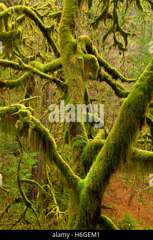 Moss su acero Bigleaf (Acer macrophyllum), Golden e Silver Falls State Park, Oregon Foto Stock