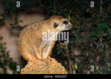 Meerkat (Suricata suricatta) in piedi su una roccia troppo Foto Stock