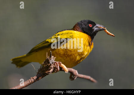 Villaggio maschio Weaver (Ploceus cucullatus) sul ramo con larva insetto nel becco Foto Stock