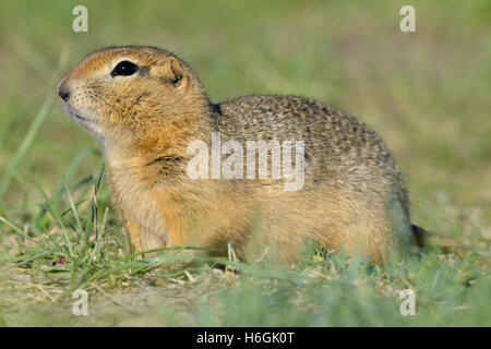 Richardson di scoiattolo di terra - Urocitellus richardsonii Foto Stock