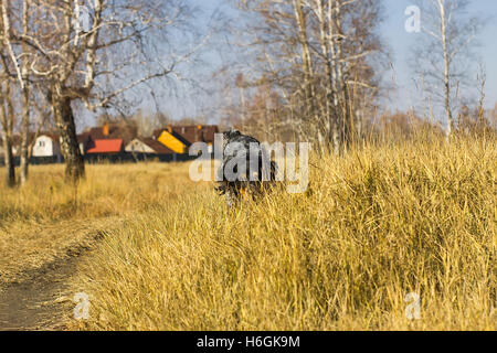 Avvistato russian spaniel correre e giocare in Giallo autunno erba. Foto Stock