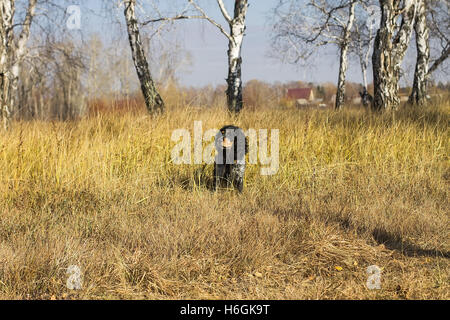 Avvistato spaniel russo si siede e si guarda a distanza in un Giallo autunno erba. Foto Stock