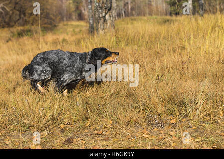 Avvistato russian spaniel correre e giocare in Giallo autunno erba. Foto Stock