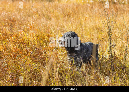 Avvistato spaniel russo si siede e si guarda a distanza in un Giallo autunno erba. Foto Stock