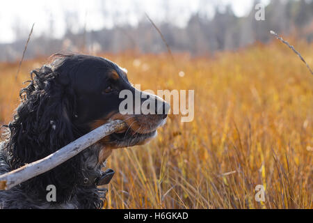 Avvistato russian spaniel con bastone di denti in piedi in autunno giallo Erba. Foto Stock