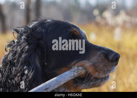 Avvistato russian spaniel con bastone di denti in piedi in autunno giallo Erba. Foto Stock