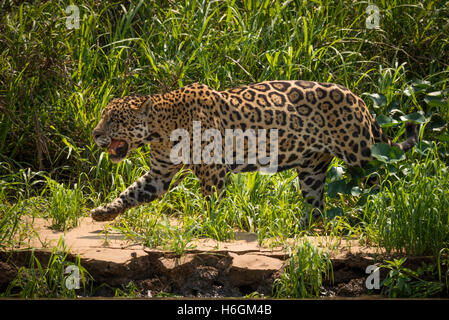 Jaguar a piedi attraverso l'erba lungo la riva del fiume Foto Stock