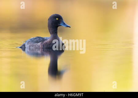 Moretta (Aythya fuligula), maschio adulto a nuotare in acqua con riflessi dorati Foto Stock