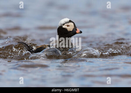 Long-tailed Duck (Clangula hyemalis), maschio adulto a nuotare in acqua Foto Stock