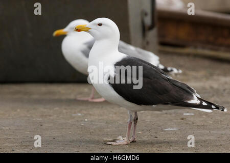 Grande nero-backed Gull (Larus marinus), in piedi sul suolo Foto Stock