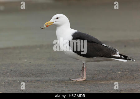 Grande nero-backed Gull (Larus marinus), in piedi sul suolo Foto Stock