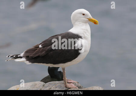 Grande nero-backed Gull (Larus marinus), in piedi sul suolo Foto Stock