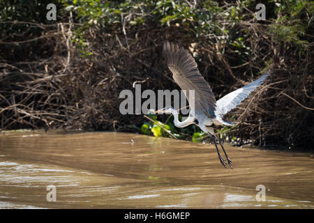 Airone Cocoi volando sul fiume accanto a banca Foto Stock