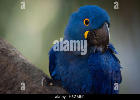 Close-up di Ara Giacinto appollaiato sul ramo Foto Stock