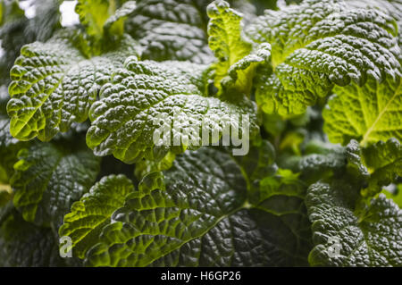 Melissa officinalis foglie close up Foto Stock