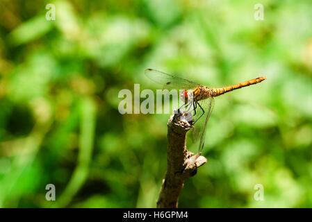 Foto orizzontale di grande libellula giallo che è seduto su un ramoscello secco. Foto viene scattata in legno contro lo sfondo di colore verde. O Foto Stock