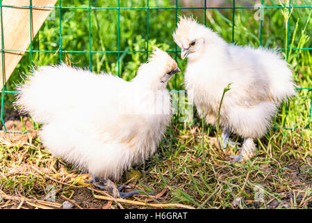 Due Silkie chick in casa della gallina. Il Silkie è una razza di pollo che prende il nome dal suo atipicamente piumaggio soffice. Foto Stock